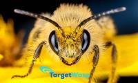 Target Wasp Removal Brisbane image 3